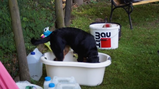 201907 - Hundekurs Abschluß
